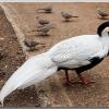 Pheasant