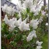 whitesBlooming1