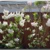 whitesBlooming