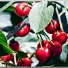 Cherries1