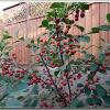 Cherries2