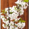 CherryBlossomCloseup