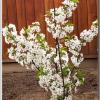 CherryBlossom