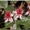 Feijoa1