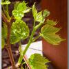newvine