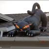 halloween_cat
