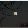 NightMoonSoapbar
