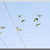 flock