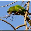 Parrots