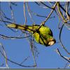 parrot2