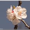 PeachesAndApricots-Apricot