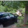 SuddenlyTree3