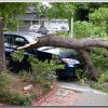 SuddenlyTree