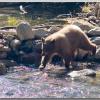 bear1