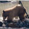 bear3