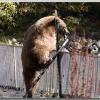 bear5