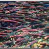 salmon1