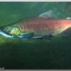salmon4