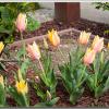 TulipsH