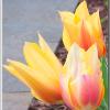 TulipsUpClose