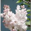 Lilac_2014_2