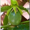 PassionFruit2
