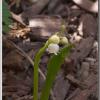 LilyOfTheValley