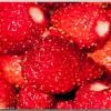 AlpineStrawberries1