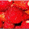 AlpineStrawberries