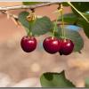 Cherries