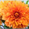 Dahlia