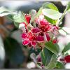feijoabloom