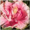 C'est-bon-cajun-hibiscus2