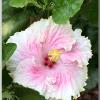 C'est-bon-cajun-hibiscus