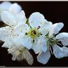 CherryBlossom2