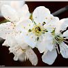 CherryBlossom