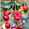 SourCherry