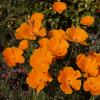 californiaPoppyLarge
