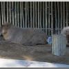 capibara