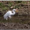 egret