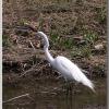 heron