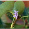 lilac2