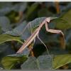 mantis2009