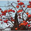 persimmon