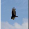 turkeyvulture