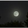 werewolf