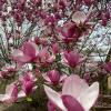 IMG-20200415-WA0003
