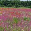 IMG-20200415-WA0004
