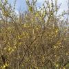 IMG-20200415-WA0005