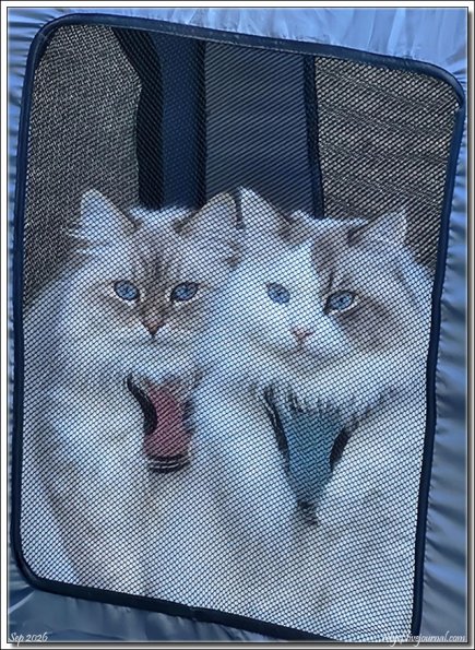 CatsInMesh